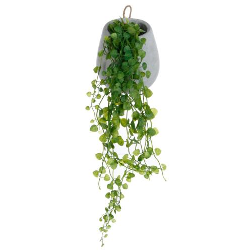 Διακοσμητικό Φυτό Σε Γλάστρ Κρεμαστρό A-S Ivy Hanging 145017