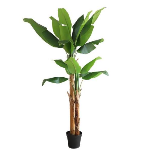 Διακοσμητικό Φυτό Banana Tree Np708_220 Ύψος 220Cm Newplan