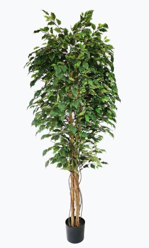 Διακοσμητικό Φυτό Ficus Tree Np230_210_Uv Ύψος 210Cm Newplan