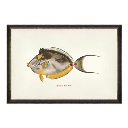 Κάδρο Fishes Of Hawaii - Kala Fish FA13206 60X40 MindTheGap