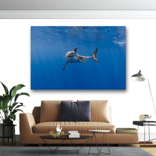 Πίνακας σε καμβά Καρχαρίας στο βυθό 60x90 Τελαρωμένος καμβάς σε ξύλο με πάχος 2cm