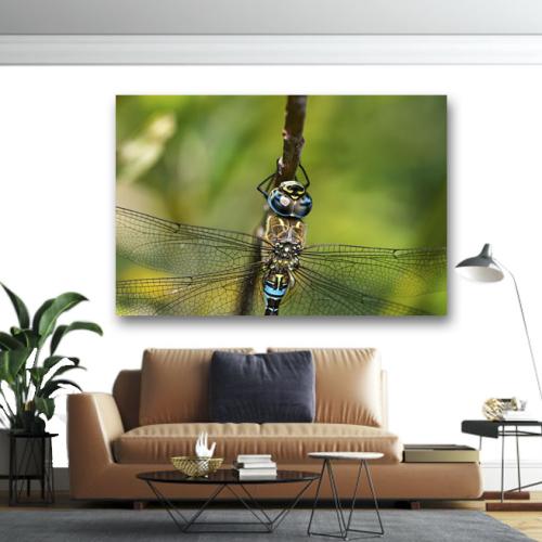 Πίνακας σε καμβά Dragonfly 140x210 Τελαρωμένος καμβάς σε ξύλο με πάχος 2cm