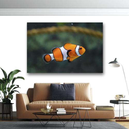 Πίνακας σε καμβά Clown Fish 75x50 Τελαρωμένος καμβάς σε ξύλο με πάχος 2cm