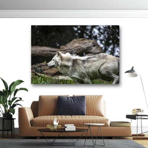 Πίνακας σε καμβά Λευκός λύκος 90x60 Τελαρωμένος καμβάς σε ξύλο με πάχος 2cm