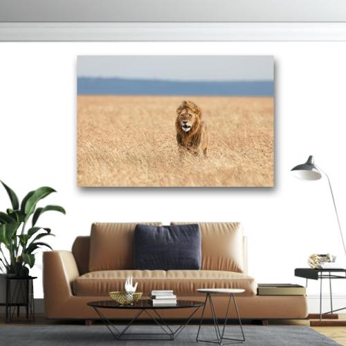 Πίνακας σε καμβά Λιοντάρι στη Σαβάννα 140x210 Τελαρωμένος καμβάς σε ξύλο με πάχος 2cm
