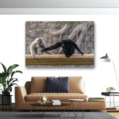 Πίνακας σς καμβά Άσπρος και μαύρος πίθηκος 60x90 Τελαρωμένος καμβάς σε ξύλο με πάχος 2cm