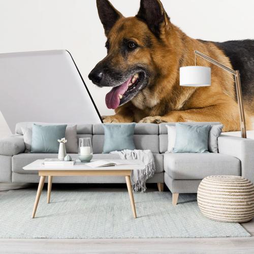 Ταπετσαρία Σκύλος με Laptop 2 140x210 Ύφασμα
